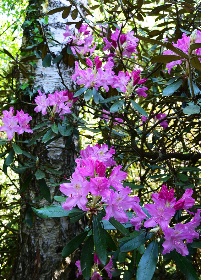 A jeli Arborétum A jeli Arborétum