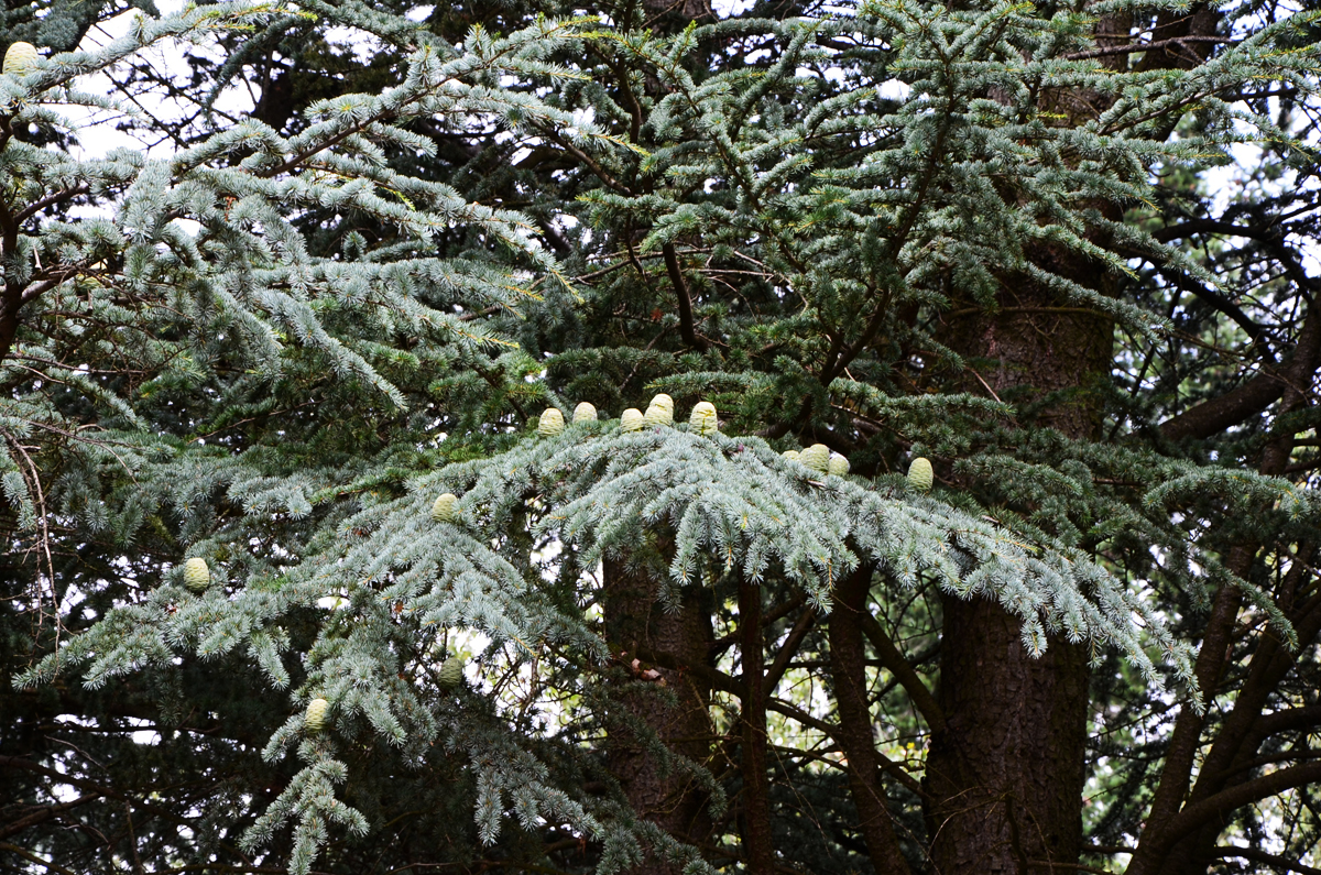 A jeli Arborétum A jeli Arborétum