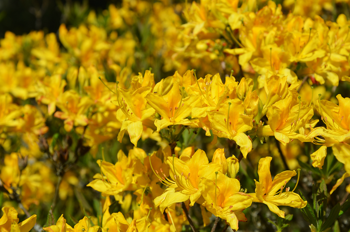 A jeli Arborétum A jeli Arborétum