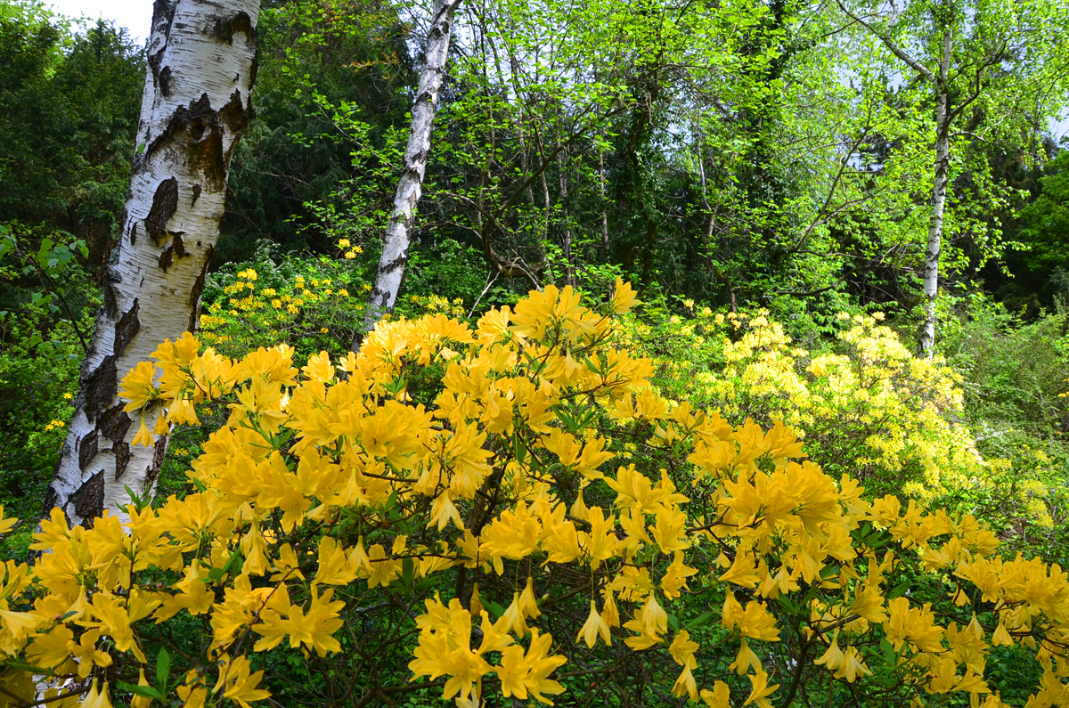 A jeli Arborétum A jeli Arborétum