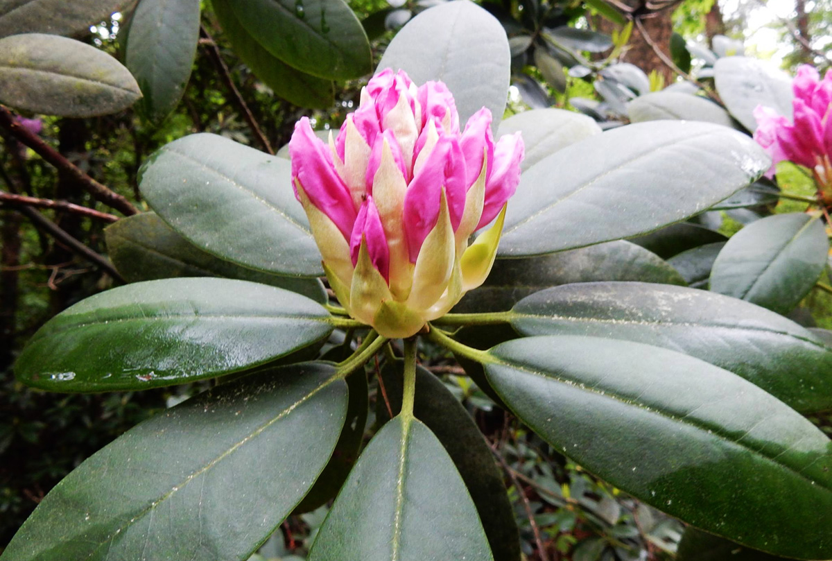A jeli Arborétum A jeli Arborétum