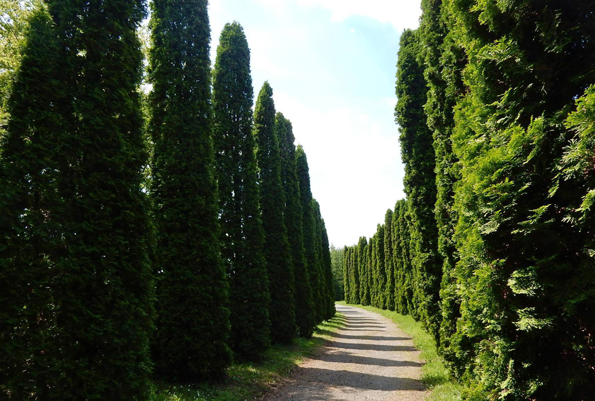 A jeli Arborétum A jeli Arborétum
