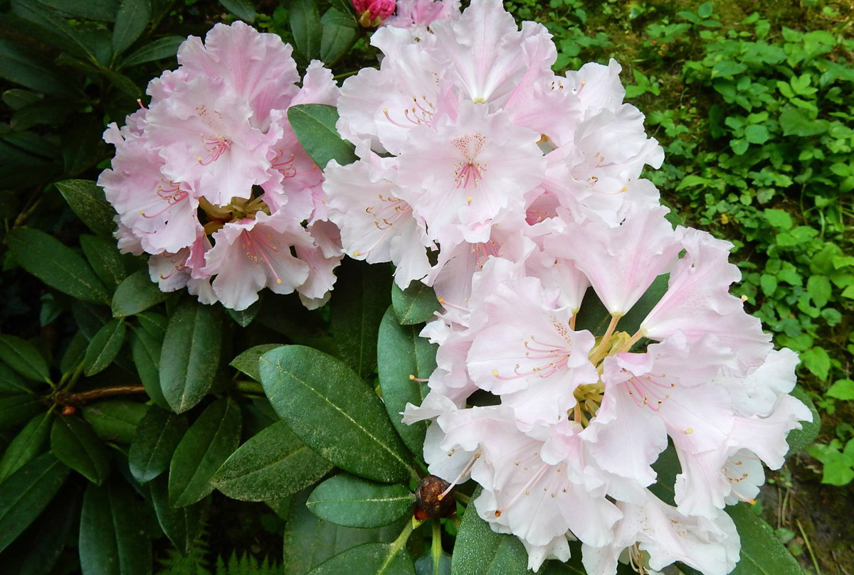 A jeli Arborétum A jeli Arborétum
