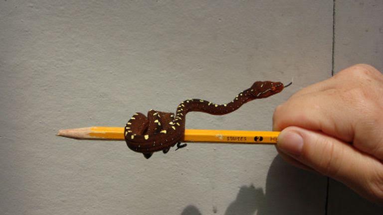 Vicces pitontulaj Sydnyben Vicces pitontulaj Sydnyben