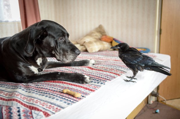 A nő legjobb barátja lett a mentett varjú