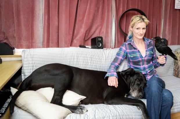 A nő legjobb barátja lett a mentett varjú