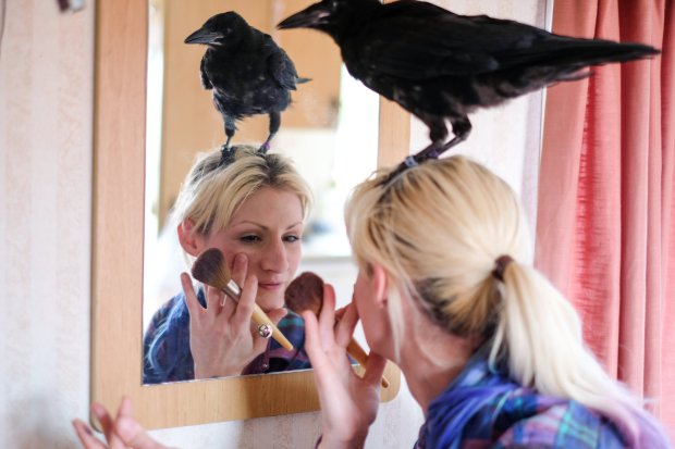 A nő legjobb barátja lett a mentett varjú