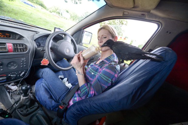 A nő legjobb barátja lett a mentett varjú