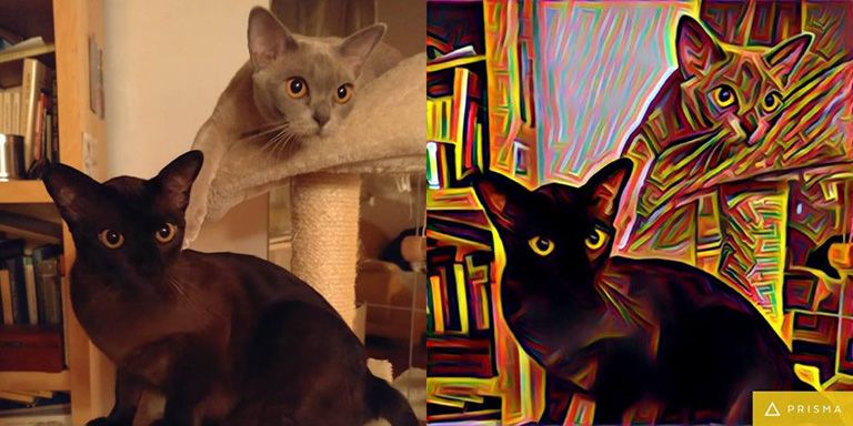 Házi kedvencek, egy kis pszichedelikus 