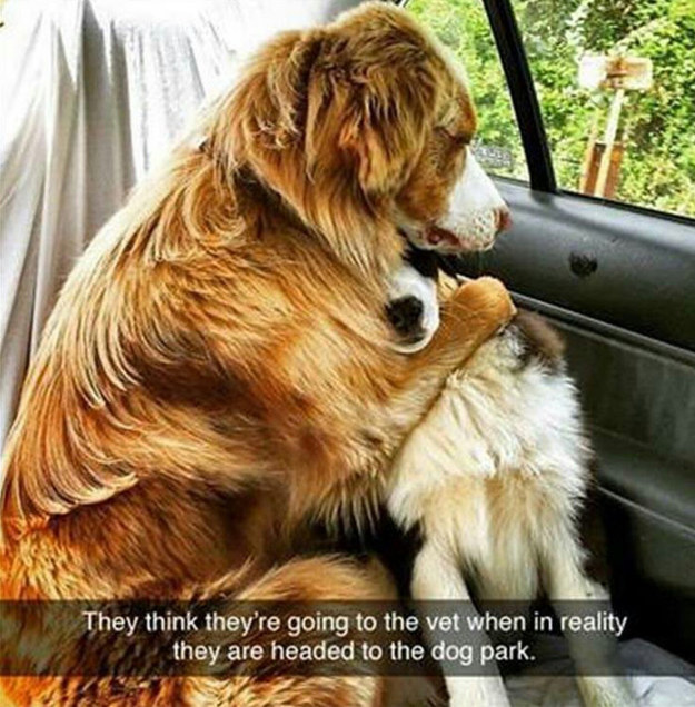 14 fotó, ami bizonyítja, hogy a kutyáknál nem létezik jobb barát 14 fotó, ami bizonyítja, hogy a kutyáknál nem létezik jobb barát