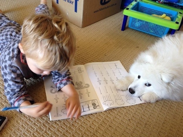 14 fotó, ami bizonyítja, hogy a kutyáknál nem létezik jobb barát 14 fotó, ami bizonyítja, hogy a kutyáknál nem létezik jobb barát