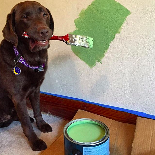 14 fotó, ami bizonyítja, hogy a kutyáknál nem létezik jobb barát 14 fotó, ami bizonyítja, hogy a kutyáknál nem létezik jobb barát