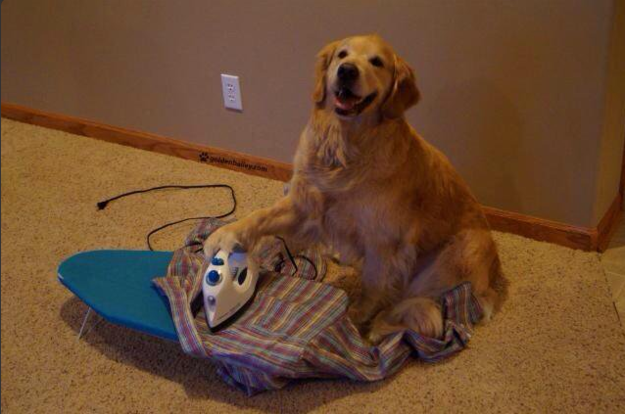 14 fotó, ami bizonyítja, hogy a kutyáknál nem létezik jobb barát 14 fotó, ami bizonyítja, hogy a kutyáknál nem létezik jobb barát