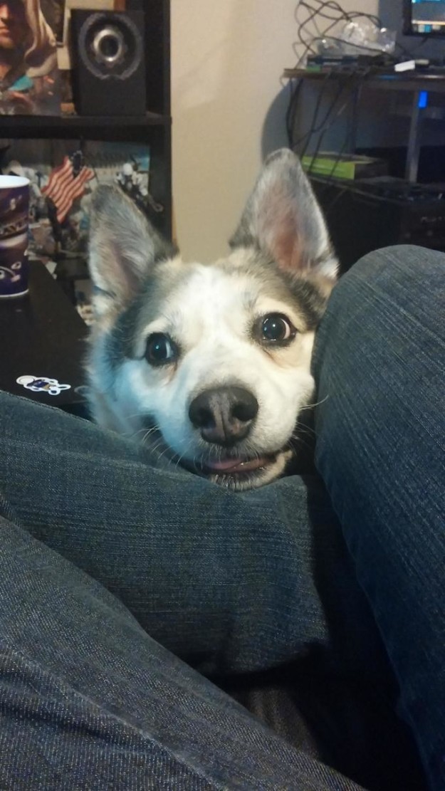 14 fotó, ami bizonyítja, hogy a kutyáknál nem létezik jobb barát 14 fotó, ami bizonyítja, hogy a kutyáknál nem létezik jobb barát