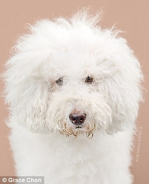 Kutyák szépítkezés előtt és után - készülj életed fotósorozatára