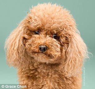 Kutyák szépítkezés előtt és után - készülj életed fotósorozatára