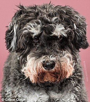 Kutyák szépítkezés előtt és után - készülj életed fotósorozatára