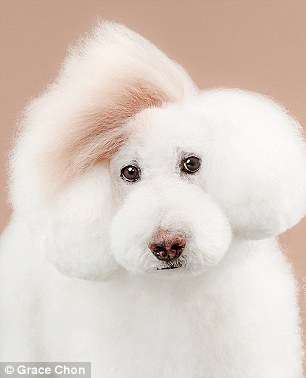 Kutyák szépítkezés előtt és után - készülj életed fotósorozatára