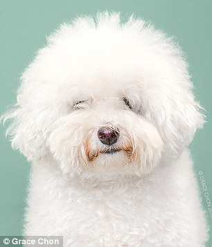 Kutyák szépítkezés előtt és után - készülj életed fotósorozatára