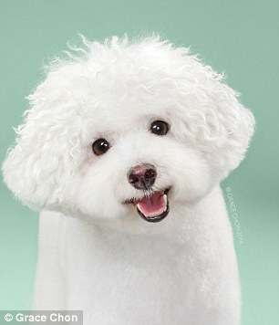 Kutyák szépítkezés előtt és után - készülj életed fotósorozatára