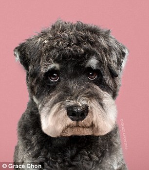 Kutyák szépítkezés előtt és után - készülj életed fotósorozatára