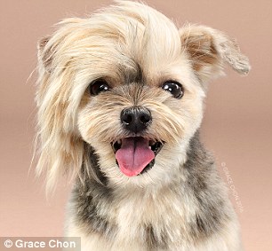 Kutyák szépítkezés előtt és után - készülj életed fotósorozatára