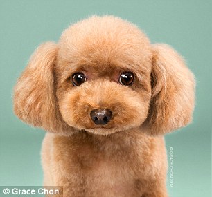 Kutyák szépítkezés előtt és után - készülj életed fotósorozatára