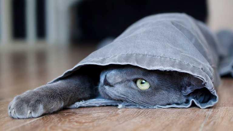 Szorongó kutyák és macskák!