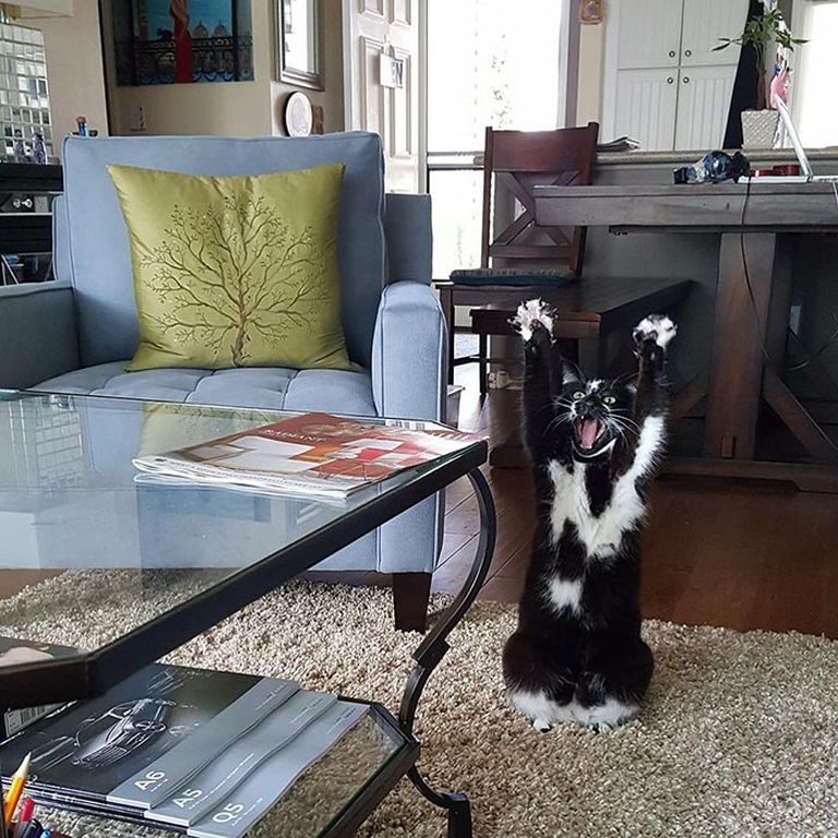 Senki sem érti ezt a furcsa macskát