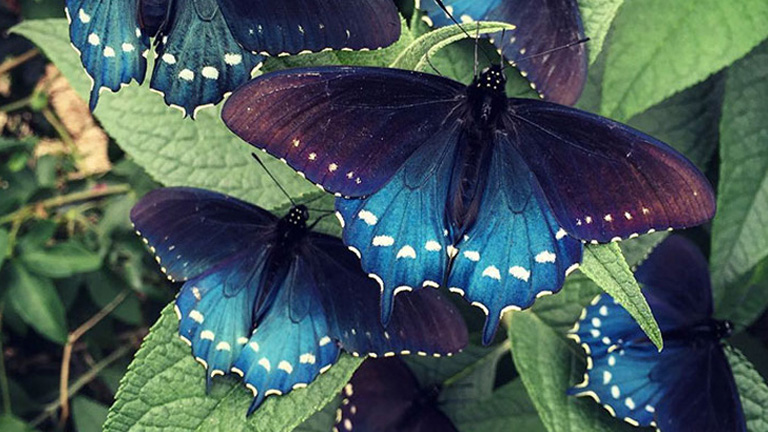 Kihalástól mentette meg a pillangófajt