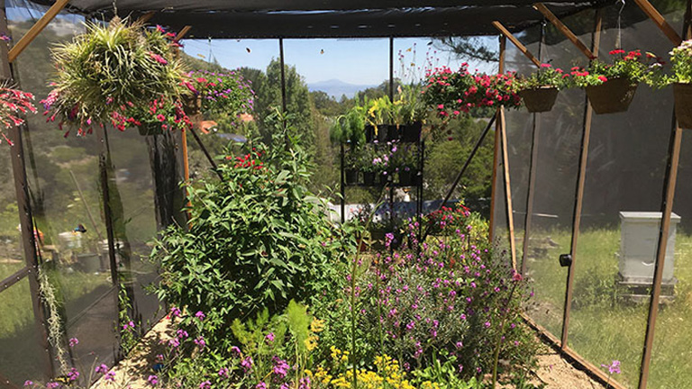 Kihalástól mentette meg a pillangófajt