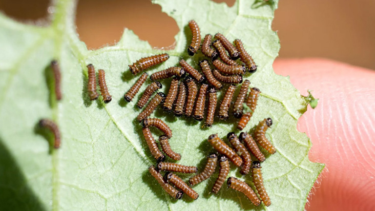 Kihalástól mentette meg a pillangófajt