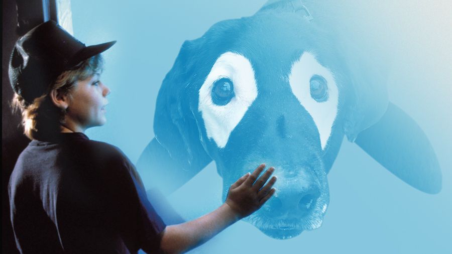 Photoshop-csata tárgya lett a kifehéredő labrador