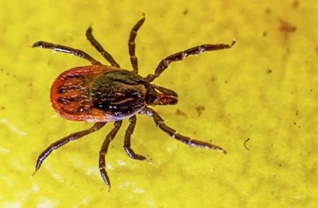 Vigyázz! Brutál sok a fertőzött kullancs