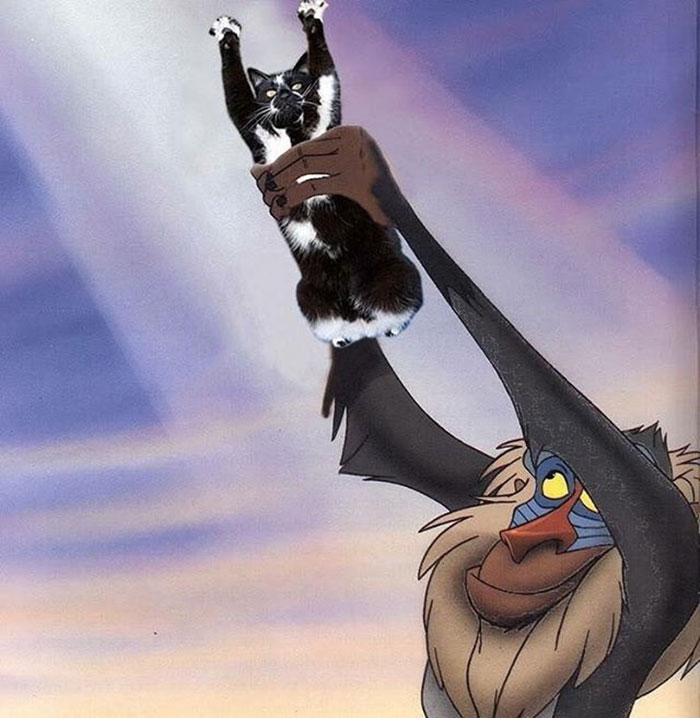 A feltartott kezű macska annyira vicces, hogy muszáj volt kitörnie a Photoshop-háborúnak