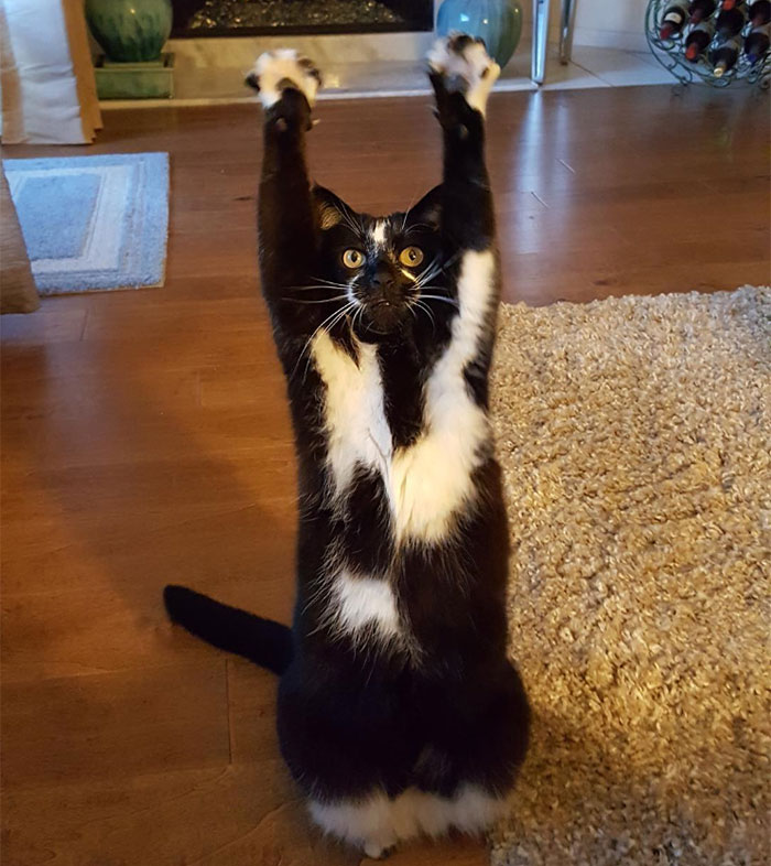 A feltartott kezű macska annyira vicces, hogy muszáj volt kitörnie a Photoshop-háborúnak