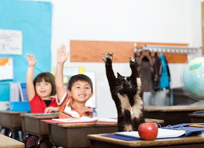 A feltartott kezű macska annyira vicces, hogy muszáj volt kitörnie a Photoshop-háborúnak