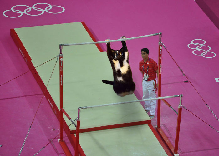 A feltartott kezű macska annyira vicces, hogy muszáj volt kitörnie a Photoshop-háborúnak