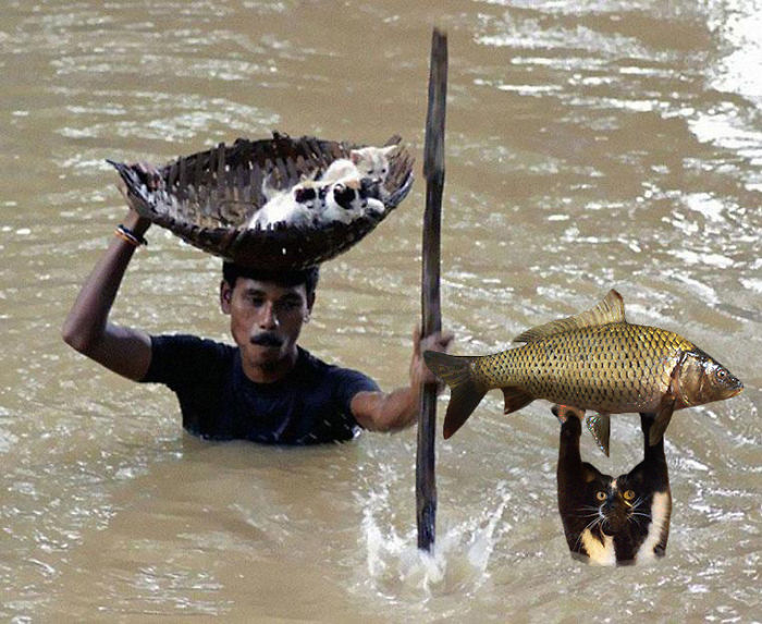 A feltartott kezű macska annyira vicces, hogy muszáj volt kitörnie a Photoshop-háborúnak