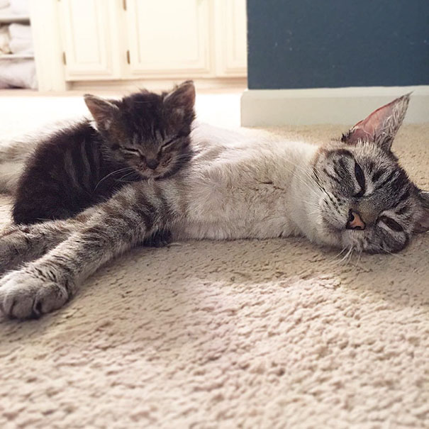 Két anyukája is lett az árva kiscicának - cuki fotók Két anyukája is lett az árva kiscicának - cuki fotók