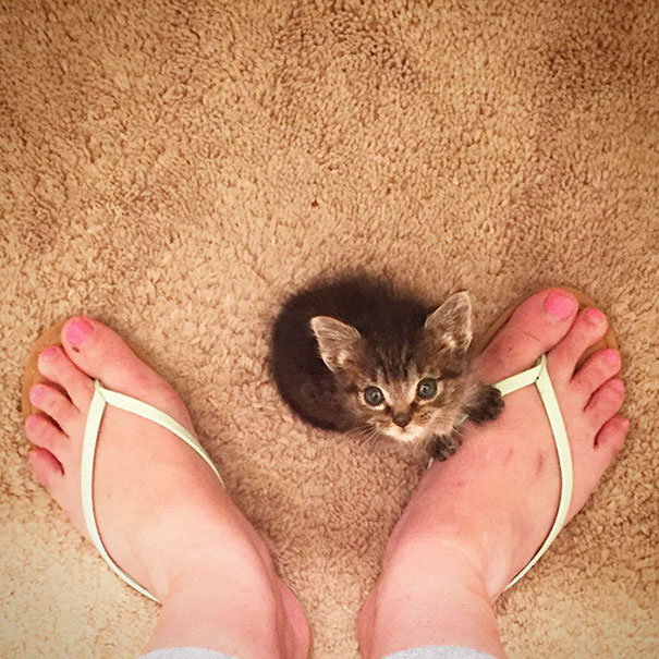 Két anyukája is lett az árva kiscicának - cuki fotók Két anyukája is lett az árva kiscicának - cuki fotók