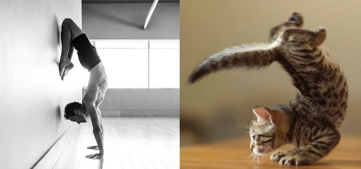 Nézegess jó pasikat, akiknek macska ikreik is vannak!