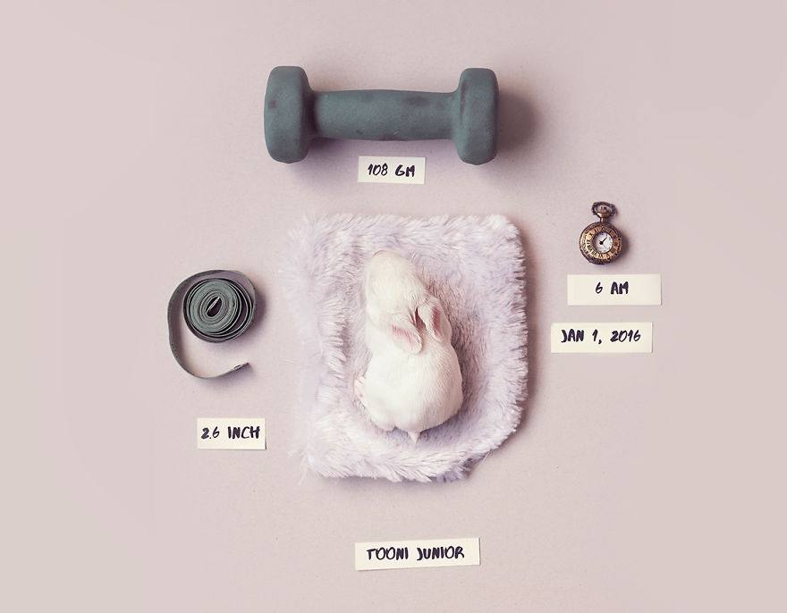 Tündéri fotósorozat készült egy újszülött nyusziról 