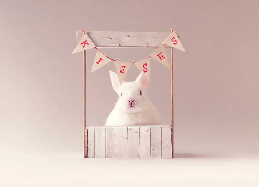 Tündéri fotósorozat készült egy újszülött nyusziról 