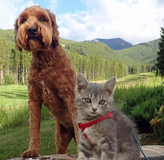 Együtt járja az erdőt a kutya és a hátán lovagló kiscica - cuki fotók Együtt járja az erdőt a kutya és a hátán lovagló kiscica - cuki fotók