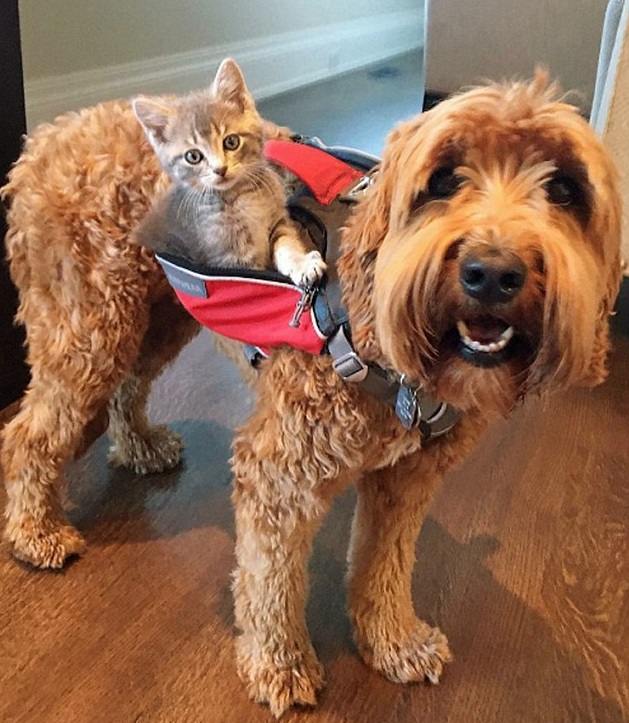 Együtt járja az erdőt a kutya és a hátán lovagló kiscica - cuki fotók Együtt járja az erdőt a kutya és a hátán lovagló kiscica - cuki fotók