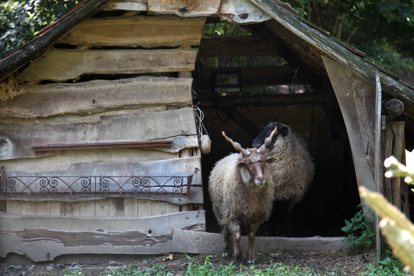 Egy mesés Csepel teherautó és egy külföldi házaspár, akik beleszerettek egy magyar faluba