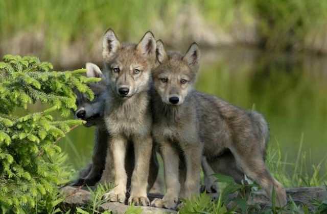 Tüneményes farkaskölykök születtek Aggteleken