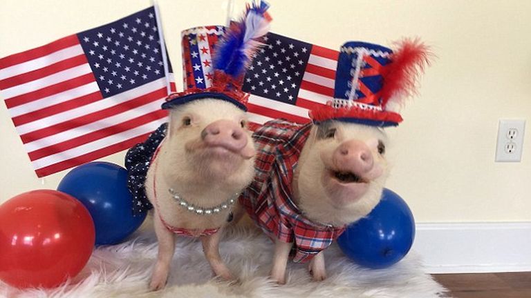 Ennek a két malacnak elképesztően sok követője van