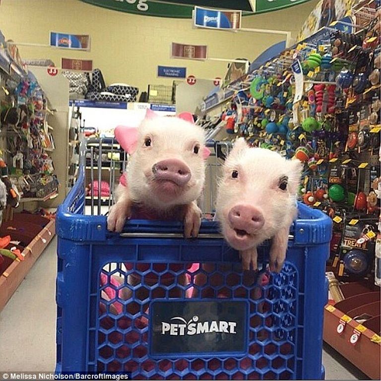 Ennek a két malacnak elképesztően sok követője van